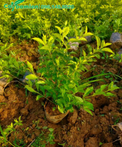 Đánh bầu cây Chuỗi Ngọc trồng viền