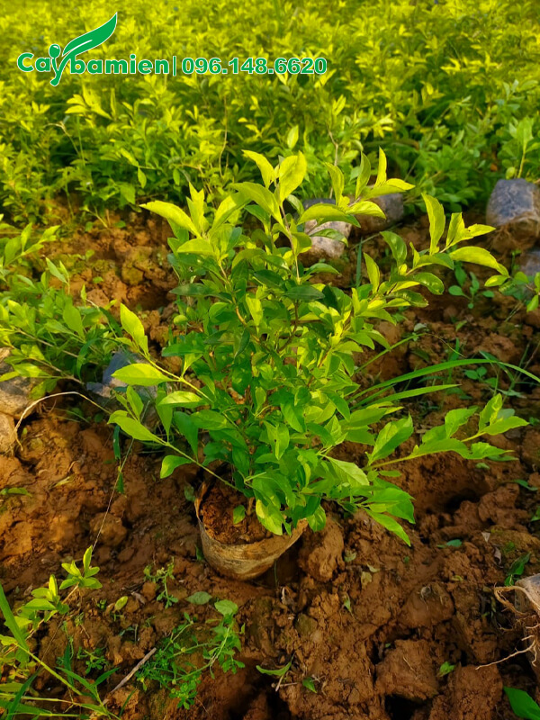 Đánh bầu cây Chuỗi Ngọc trồng viền