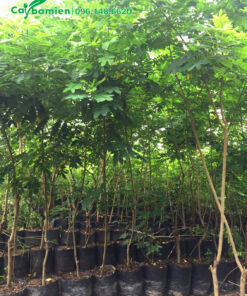 Điệp vàng giống trồng hơn 1 năm, cao khoảng 2m