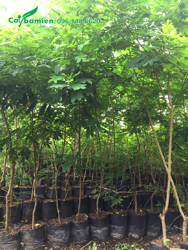 Điệp vàng giống trồng hơn 1 năm, cao khoảng 2m