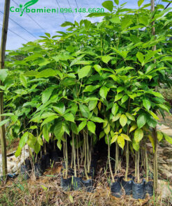 Cây giống kèn hồng ươm hạt còn nguyên bầu