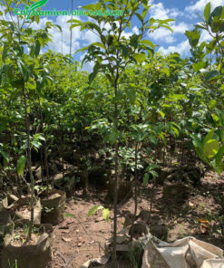 Những cây giống Thị choai choai, cao 2m đường kính 2 - 3cm