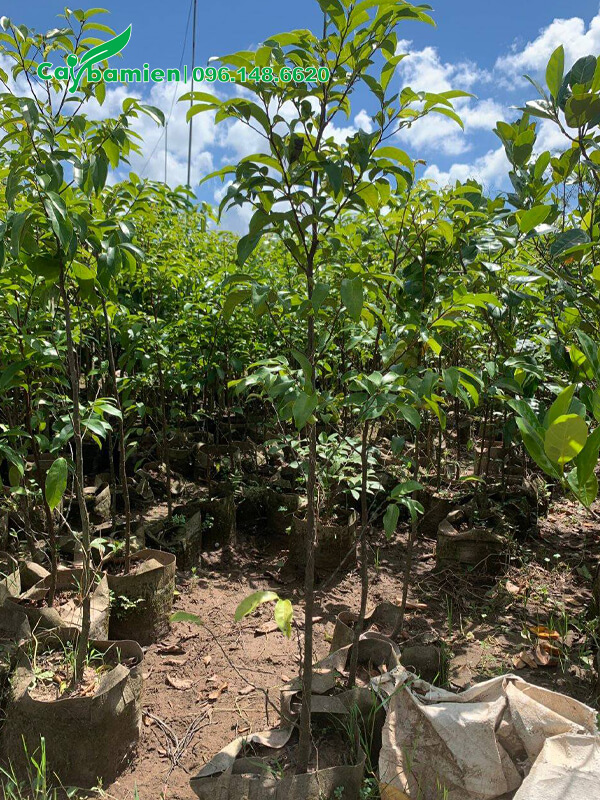 Những cây giống Thị choai choai, cao 2m đường kính 2 - 3cm