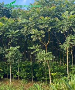 Vườn nuôi trồng cây Lát Hoa công trình