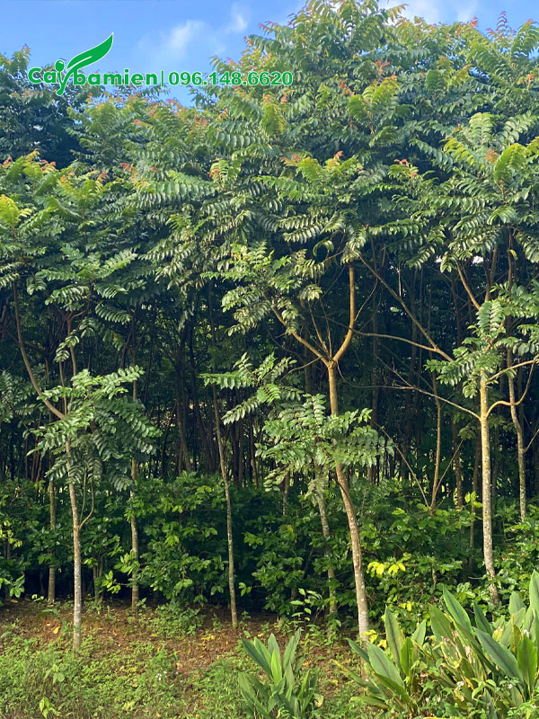 Vườn nuôi trồng cây Lát Hoa công trình