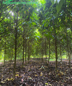 Nhà vườn trồng số lượng lớn Ngọc Lan