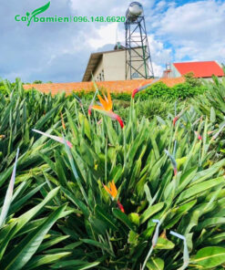 Vườn cây Chuối Thiên Điểu đang nở hoa