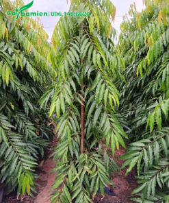 Những hàng cây Hoàng Nam công trình thẳng tắp