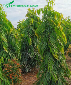 Hoàng Nam cao hơn 2m, cành nhánh đẹp