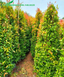 Những hàng cây Hồng Lộc cao 2m