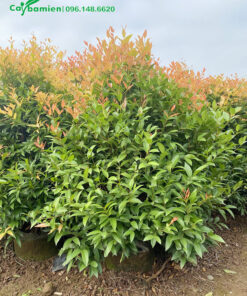 Tán lá của cây mọc từ gốc lên đến đỉnh