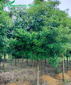 Cây Long Não trưởng thành