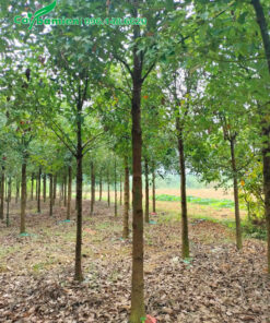 Vườn cây long não thoát thân 2m5 - 3m