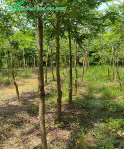 Hàng cây Me trưởng thành đường kính gốc 7 - 10cm