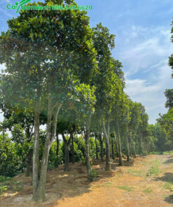 Hàng Mít công trình cao lớn, cao 4 - 5m