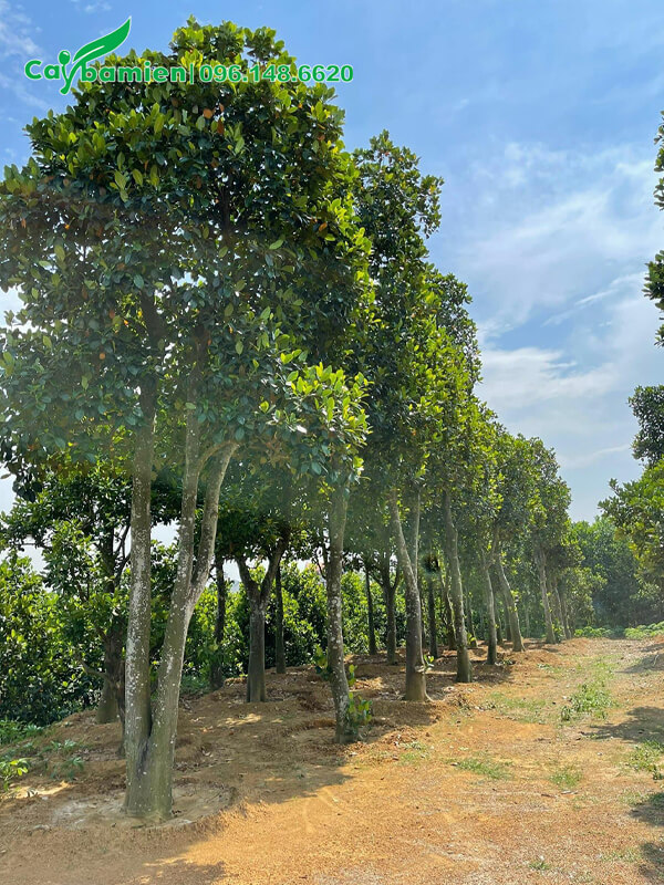 Hàng Mít công trình cao lớn, cao 4 - 5m