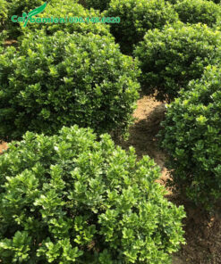 Ngâu Ta tỉa tán tròn, hàng bứng thẳng số lượng lớn