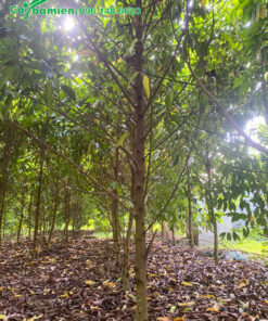 Cây chưa tỉa bỏ cành con, nhưng thân vẫn vươn thẳng rất đẹp