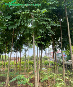 Vườn cây Sò Đo Cam đường kính gốc từ 5 - 7cm