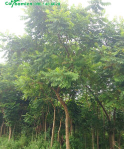 Cây lâu năm đang dưỡng tại nhà vườn