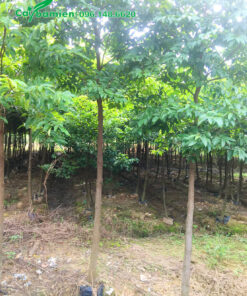 Vườn trồng cây Thị công trình, đường kính 5cm