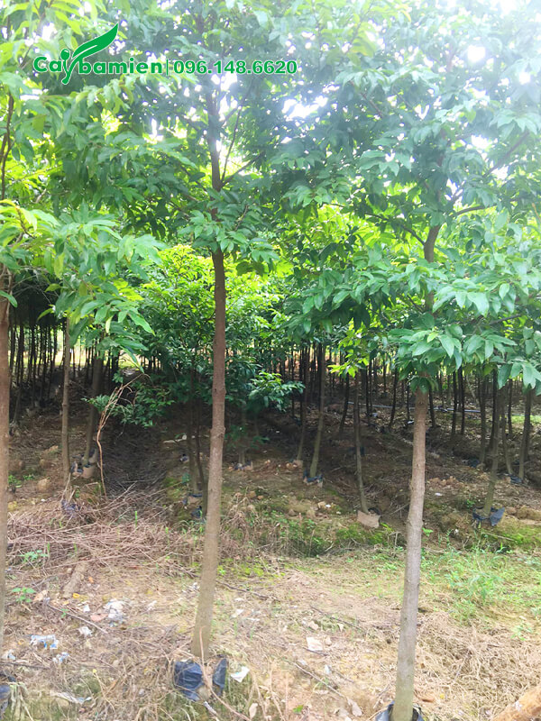 Vườn trồng cây Thị công trình, đường kính 5cm