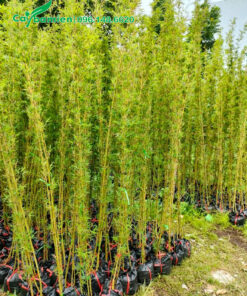 Vườn cây Trúc Quân Tử cao 2m5, dưỡng sẵn trong bầu