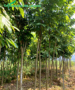 Vườn cây vàng anh choai choai đường kính thân 3 - 4cm