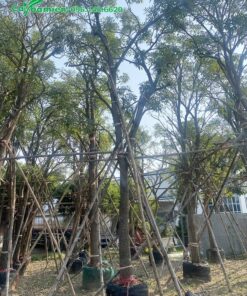 Cây chuông vàng lâu năm, cao 6m