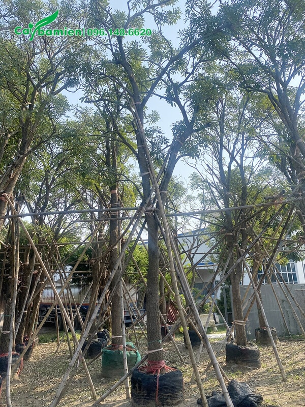 Cây chuông vàng lâu năm, cao 6m