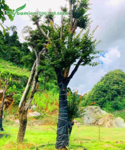 Cây Bồ Quân dưỡng trong bầu nổi, đã đốn cành