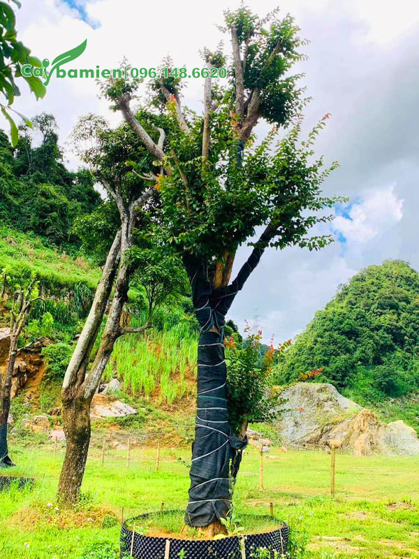 Cây Bồ Quân dưỡng trong bầu nổi, đã đốn cành