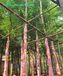 Cây mới bứng được đưa về vườn dâm ủ