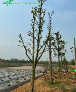 Mít trưởng thành bắt đầu cho trái ổn định, vừa dâm ủ tại vườn