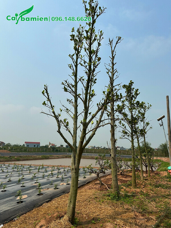 Mít trưởng thành bắt đầu cho trái ổn định, vừa dâm ủ tại vườn