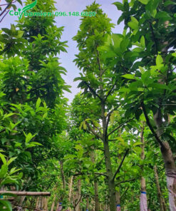 Tay cành của cây ngọc lan công trình dâm ủ đang ra lá mới