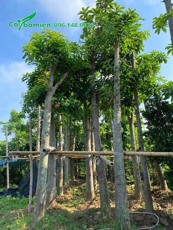 Vườn Sala dâm ủ thân thẳng đẹp, đường kính gốc 15cm