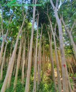 Vườn dưỡng hàng trăm cây Kèn Hồng đường kính thân 5 - 8cm đo cách gốc 1m