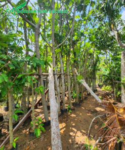 Những cây Sake đường kính gốc từ 10cm trở lên dựng thành hàng thẳng