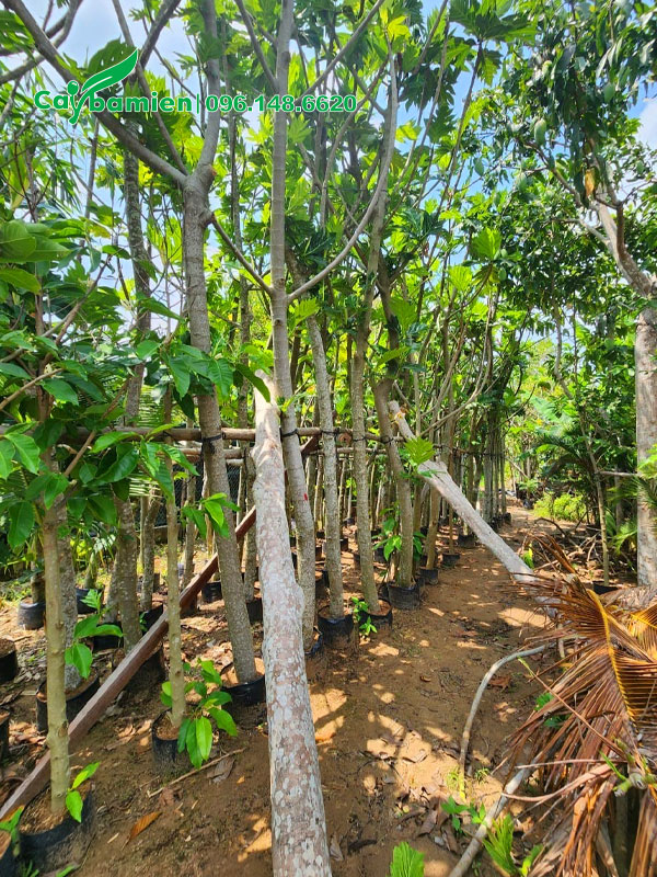 Những cây Sake đường kính gốc từ 10cm trở lên dựng thành hàng thẳng