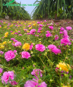 Trồng Hoa Mười giờ trồng xen trong vườn Thanh Long