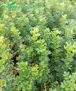 Vườn nhân giống số lượng lớn cây ngâu ta