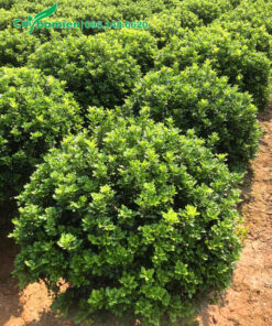 Vườn Ngâu Tròn đường kính tán 1m, cao hơn 80cm