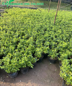 Gần 500 bầu cây Chuỗi Ngọc giống chuẩn bị xuất vườn