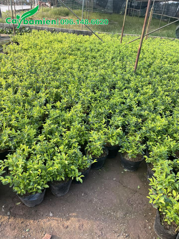 Gần 500 bầu cây Chuỗi Ngọc giống chuẩn bị xuất vườn