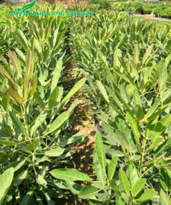 Những luống cây giống chuông vàng cao 50cm