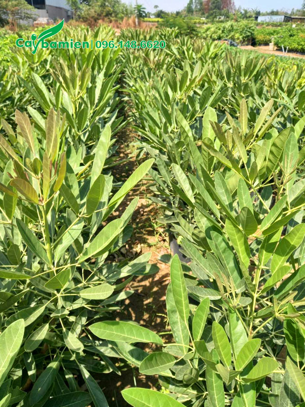 Những luống cây giống chuông vàng cao 50cm