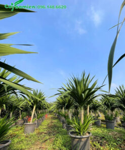 Vườn hàng trăm cây phát tài núi 2 tầng đẹp