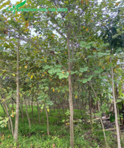 Vườn trồng cây ban tây bắc lâu năm, chiều cao khoảng 4m