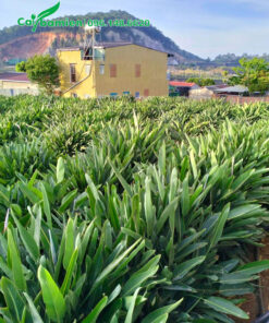 Vườn trồng cây hoa Thiên Điểu quy mô lớn